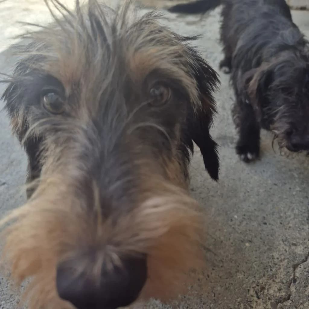 Ego, male young Dachshund for adoption at SALVA Hundehilfe e.V.
