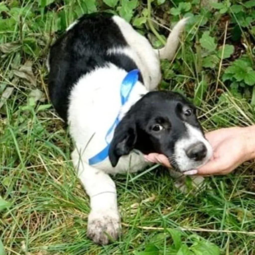 Adam, male puppy Mixed Breed for adoption at SALVA Hundehilfe e.V.