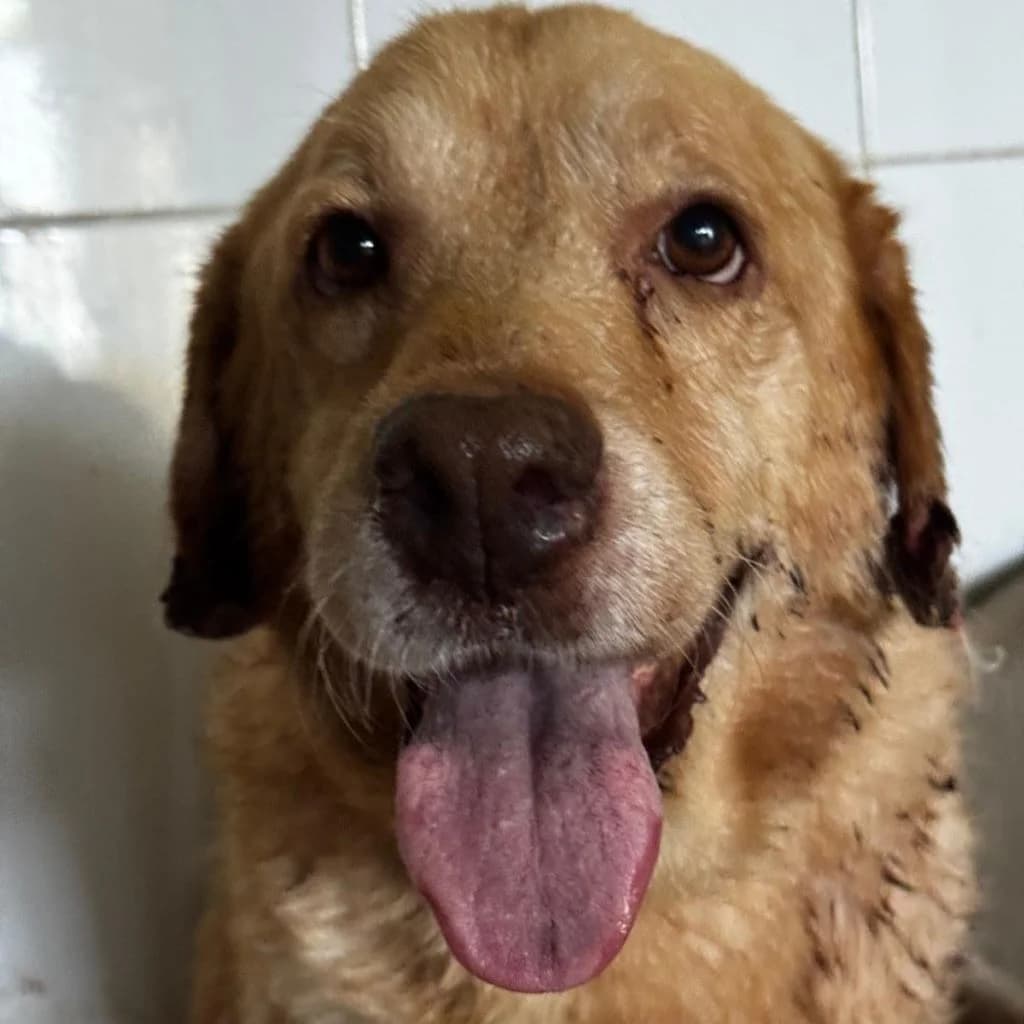 Fabio, male senior Labrador Retriever for adoption at SALVA Hundehilfe e.V.