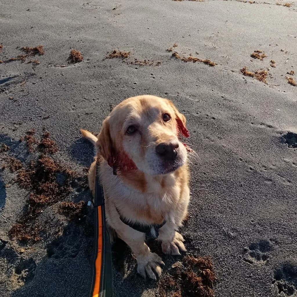 Fabio, male senior Labrador Retriever for adoption at SALVA Hundehilfe e.V.
