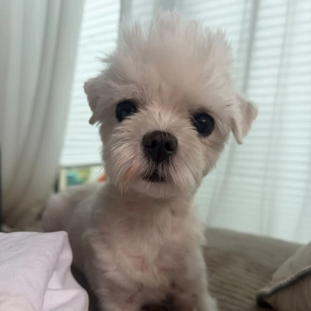 Peluche, male 4yo Maltese for adoption at SALVA Hundehilfe e.V.