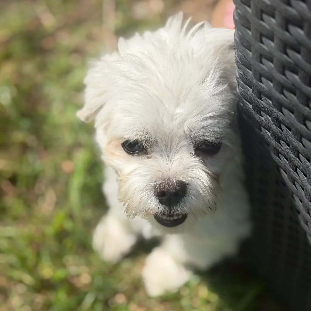Peluche, male 4yo Maltese for adoption at SALVA Hundehilfe e.V.