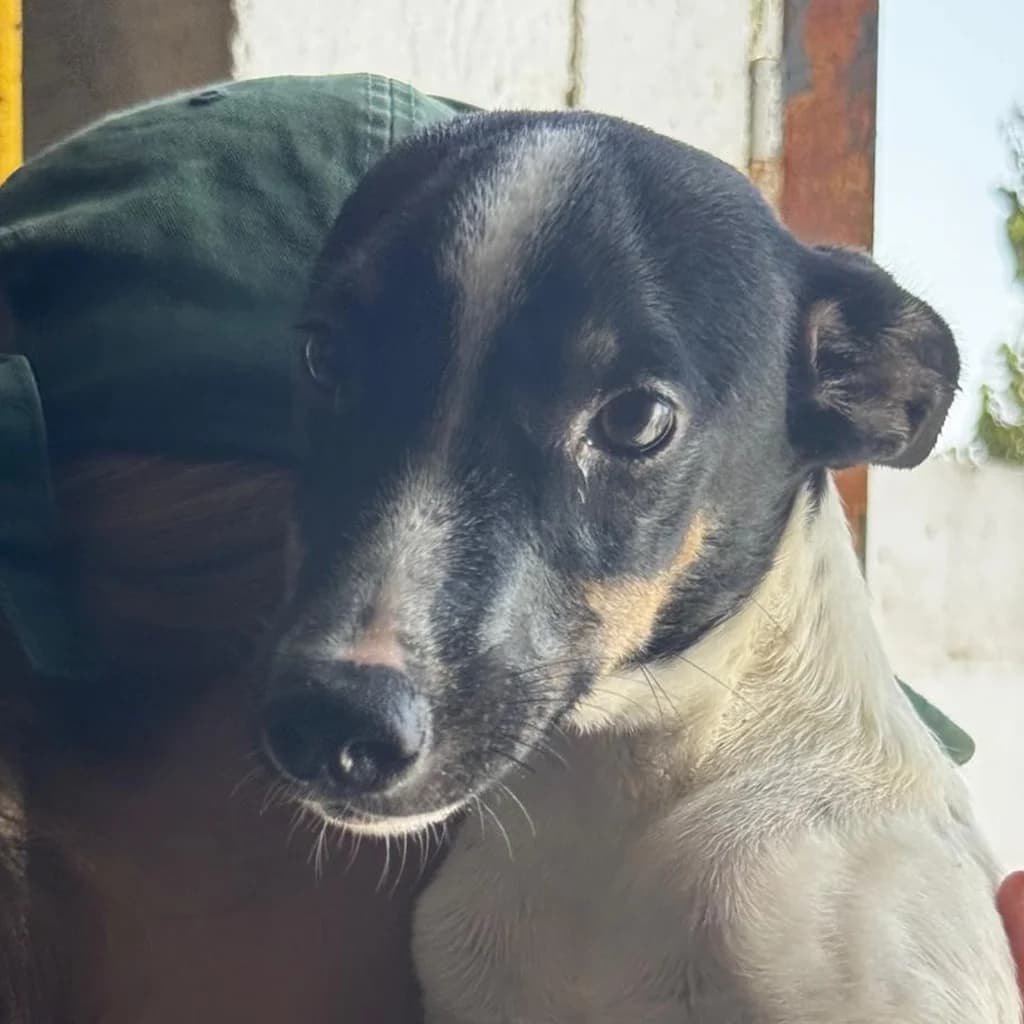 Baby, male puppy Mixed Breed for adoption at SALVA Hundehilfe e.V.