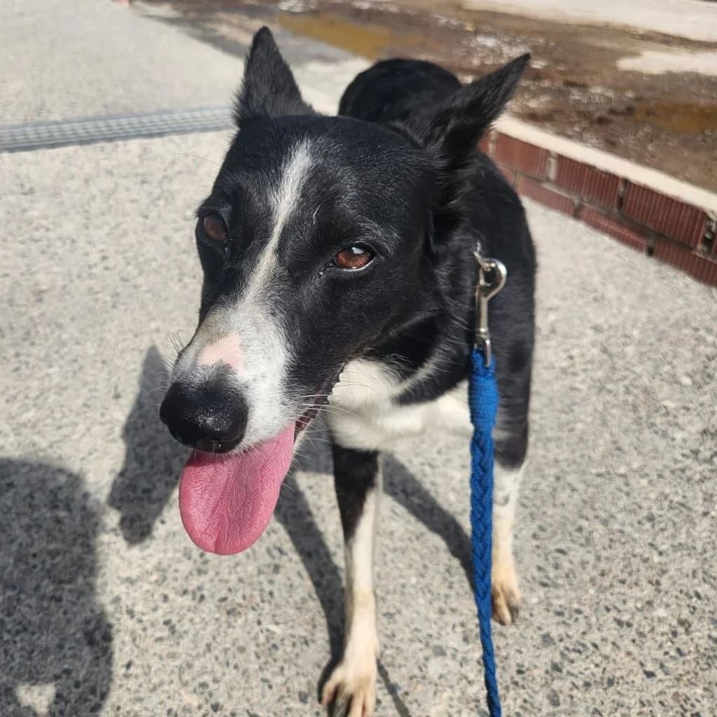 Mika, female 4yo Border Collie for adoption at SALVA Hundehilfe e.V.