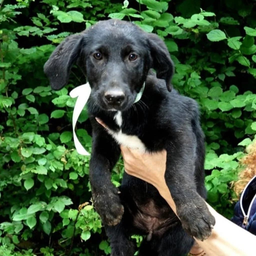 Alina, female puppy Mixed Breed for adoption at SALVA Hundehilfe e.V.