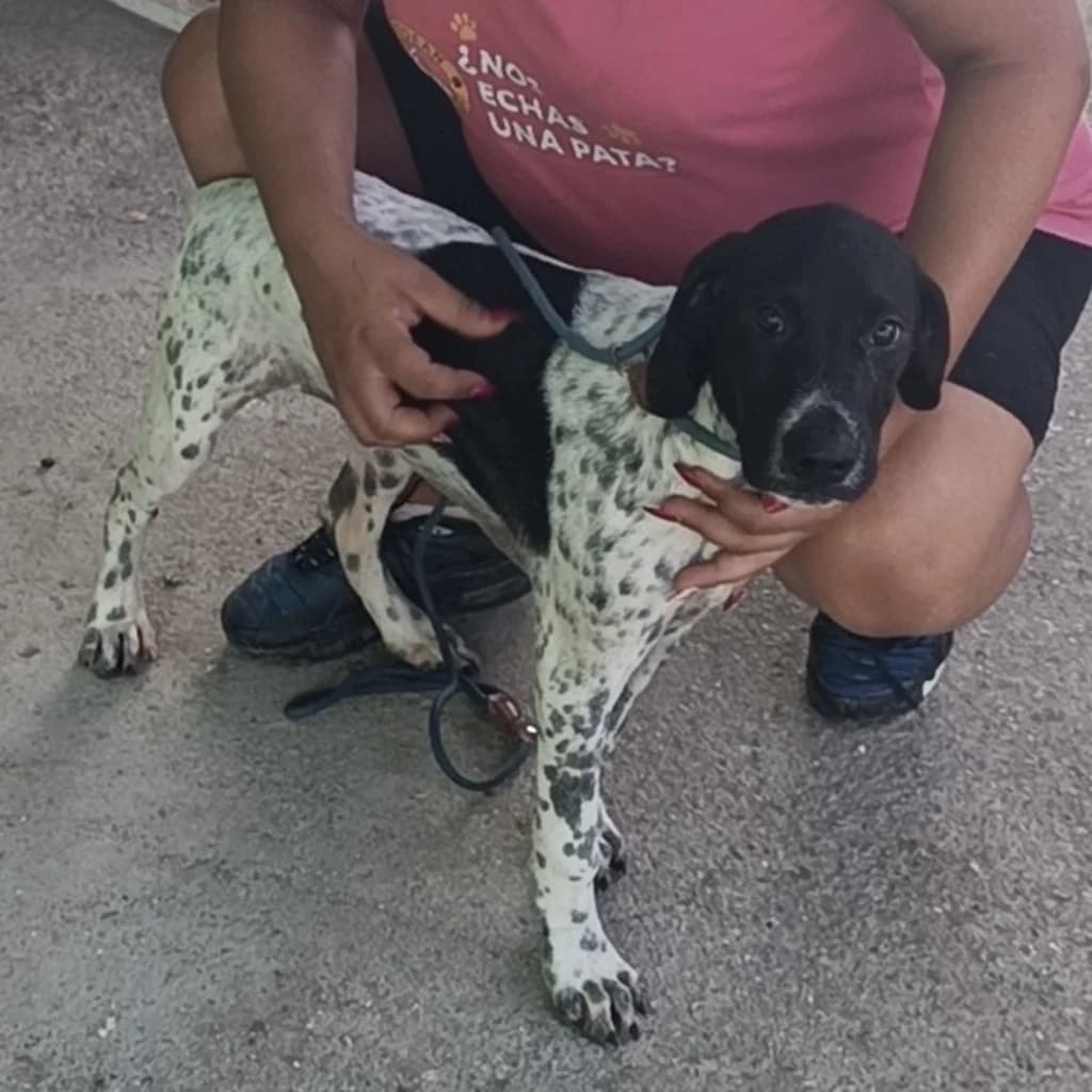Climver, schwarz male puppy Pointer for adoption at SALVA Hundehilfe e.V.