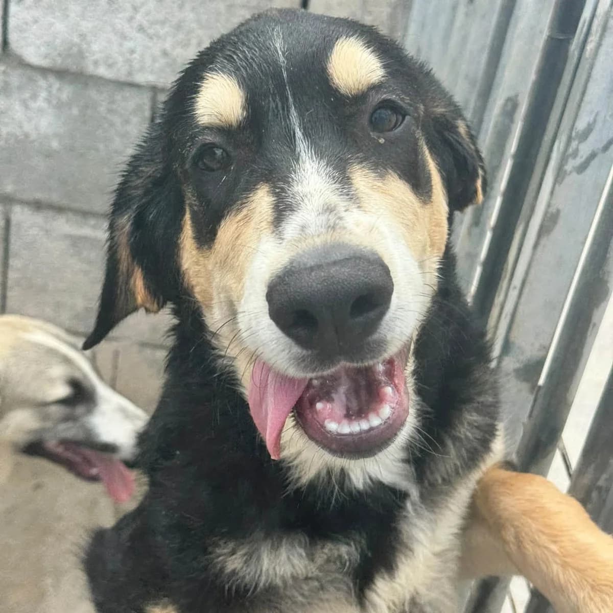 Keir, male puppy Mixed Breed for adoption at SALVA Hundehilfe e.V.