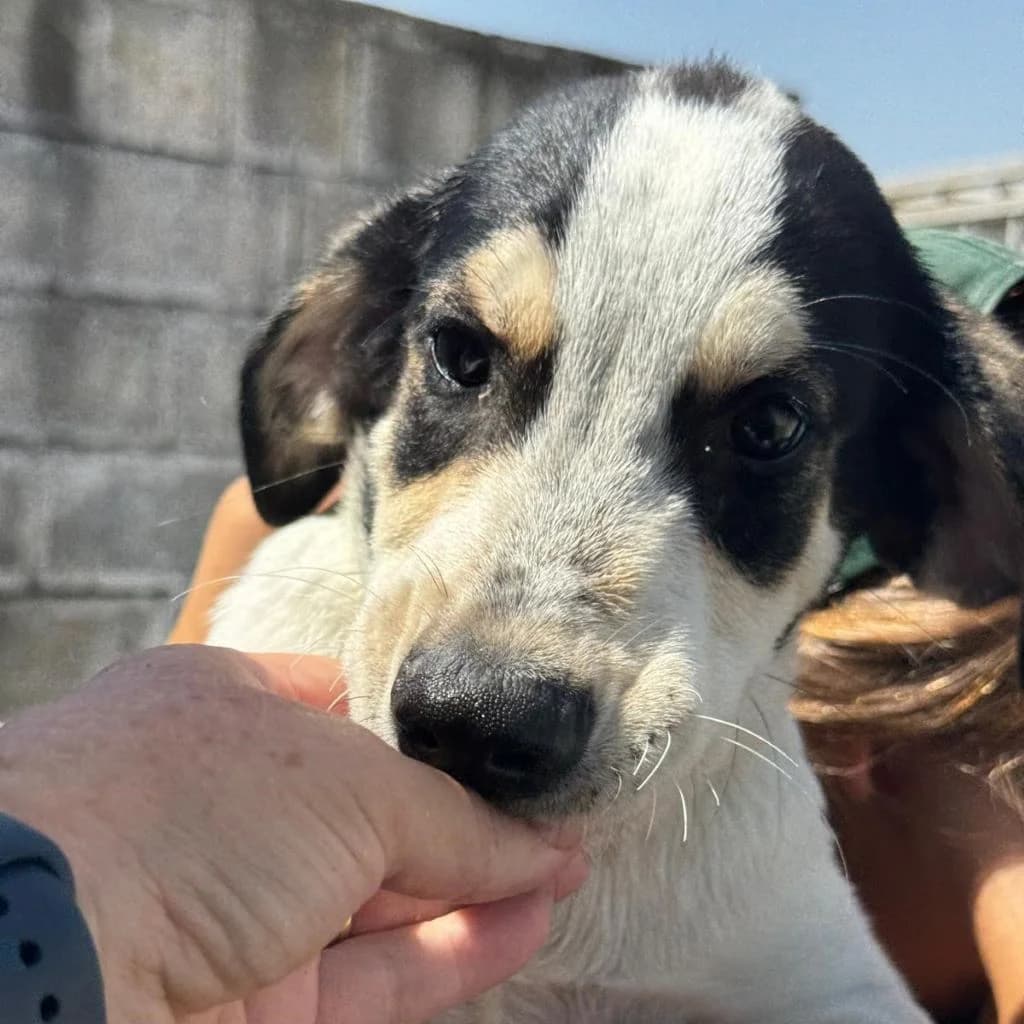 John, male puppy Mixed Breed for adoption at SALVA Hundehilfe e.V.