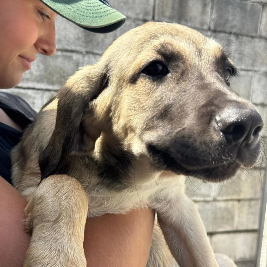 Winston, male puppy Mixed Breed for adoption at SALVA Hundehilfe e.V.