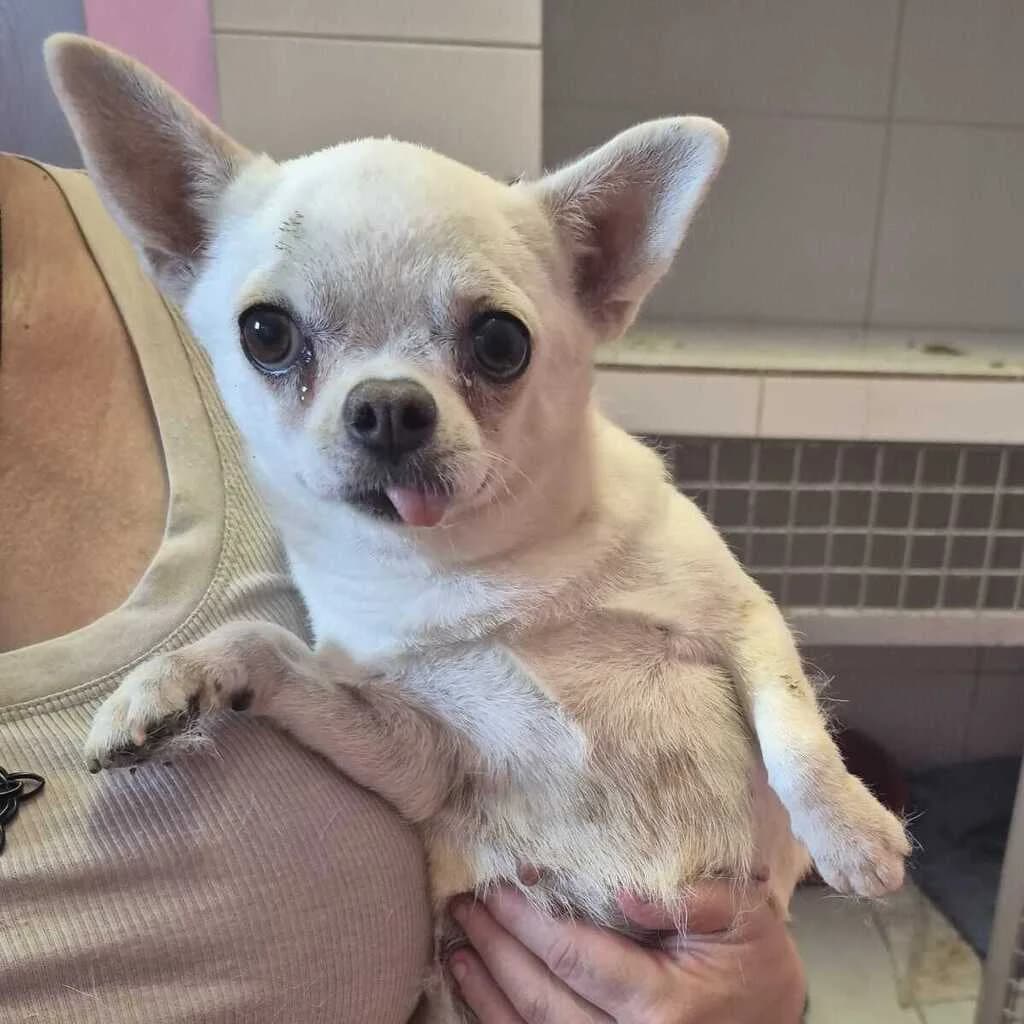 Blanca, female young Chihuahua for adoption at SALVA Hundehilfe e.V.