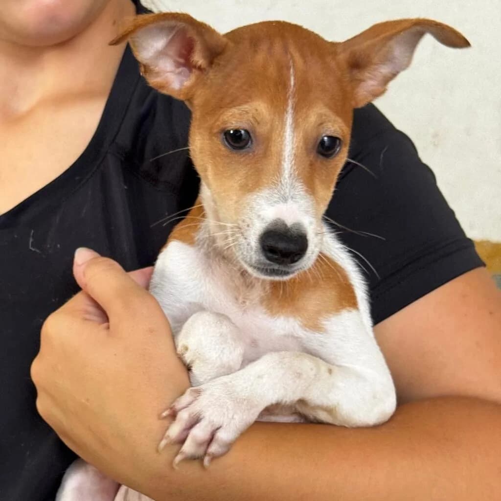 Escudo, male puppy Mixed Breed for adoption at SALVA Hundehilfe e.V.