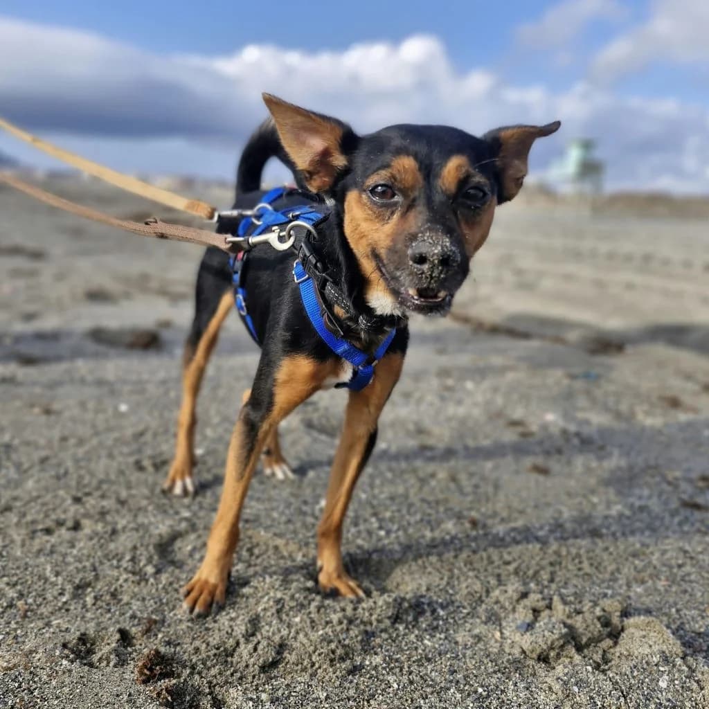 Manolito, male 4yo Mixed Breed for adoption at SALVA Hundehilfe e.V.