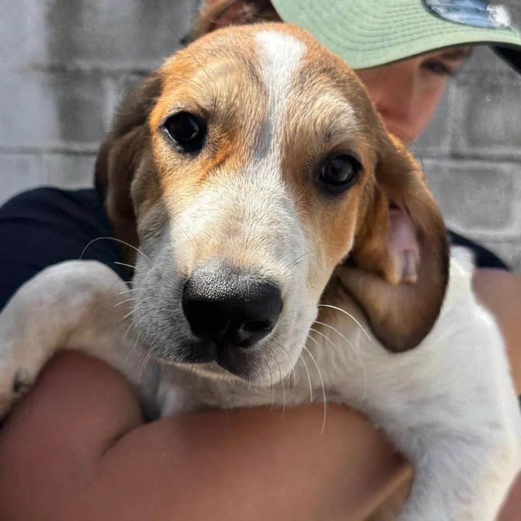 Rachel, female puppy Mixed Breed for adoption at SALVA Hundehilfe e.V.