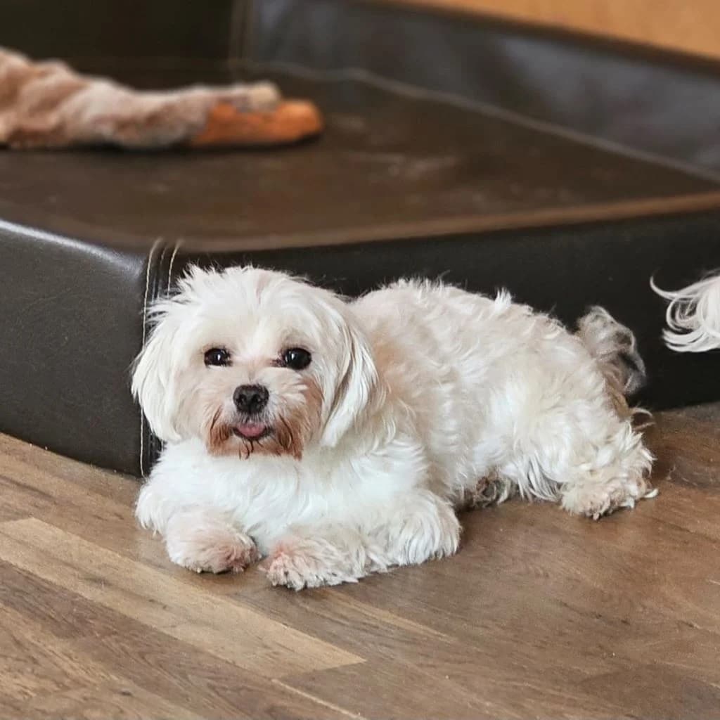 Kimba, female 7yo Maltese for adoption at SALVA Hundehilfe e.V.