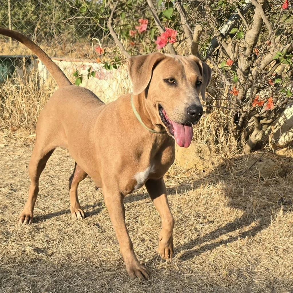 Celeste, female young Mixed Breed for adoption at SALVA Hundehilfe e.V.