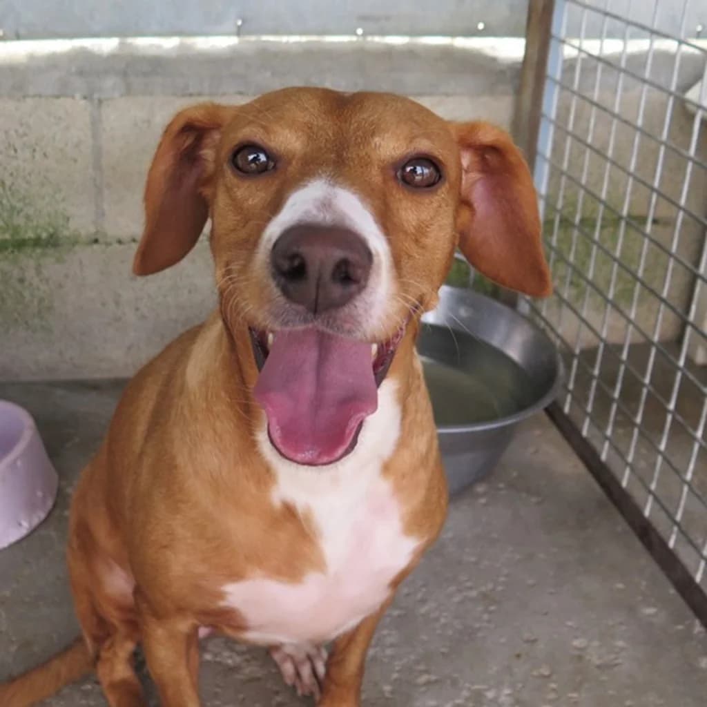 Mia, female 3yo Mixed Breed for adoption at SALVA Hundehilfe e.V.