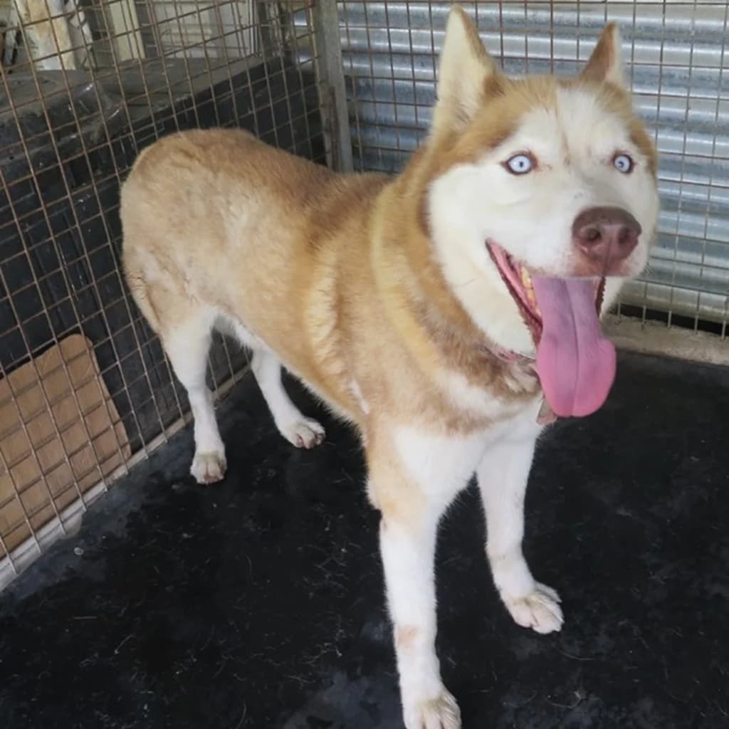 Aki, male senior Husky for adoption at SALVA Hundehilfe e.V.