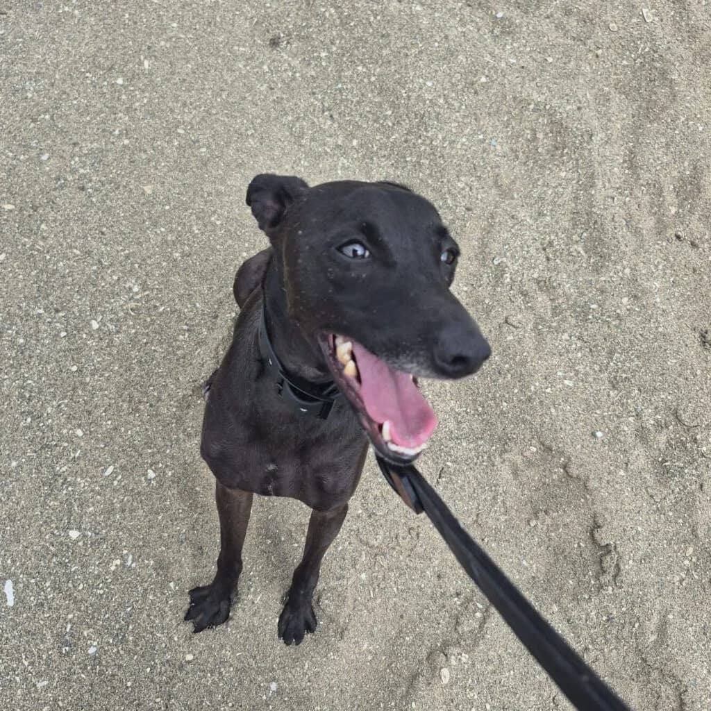 Zeus, male 3yo Mixed Breed for adoption at SALVA Hundehilfe e.V.
