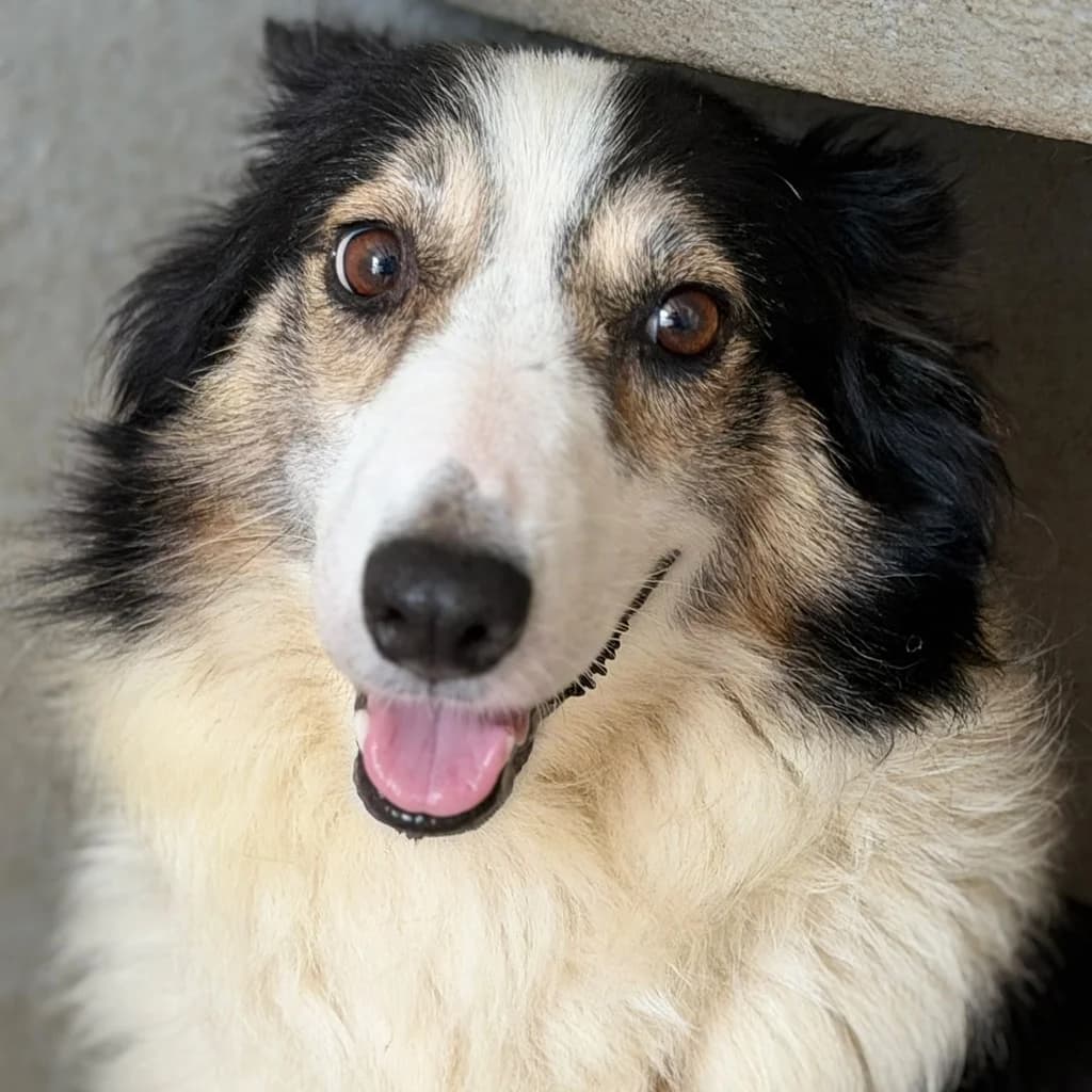 Romina, female 7yo Border Collie for adoption at SALVA Hundehilfe e.V.