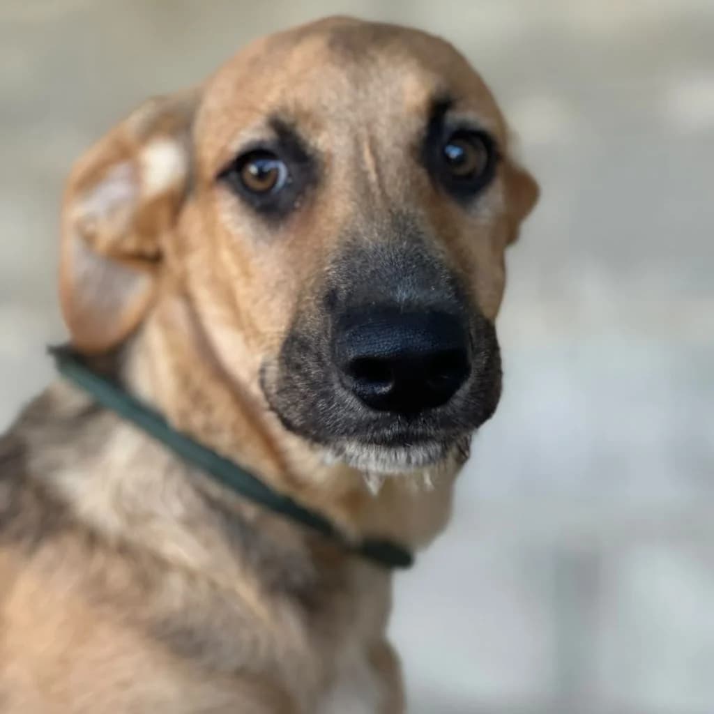 Samantha, female puppy Mixed Breed for adoption at SALVA Hundehilfe e.V.