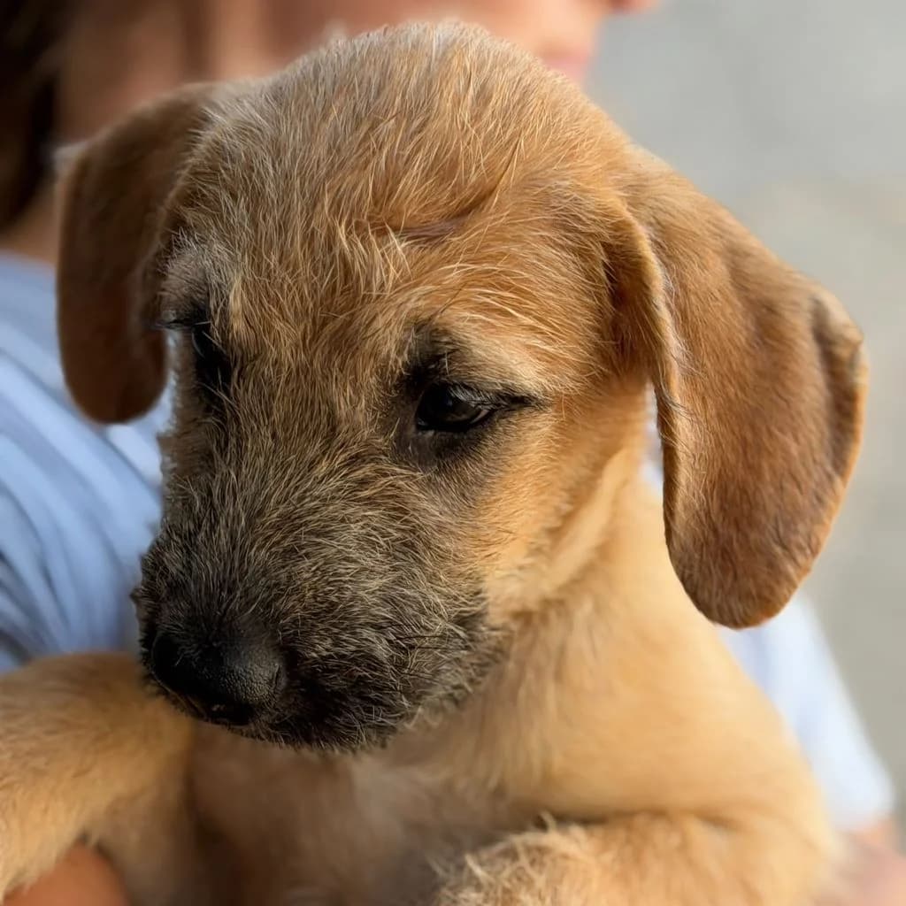 Sabana, female puppy Mixed Breed for adoption at SALVA Hundehilfe e.V.