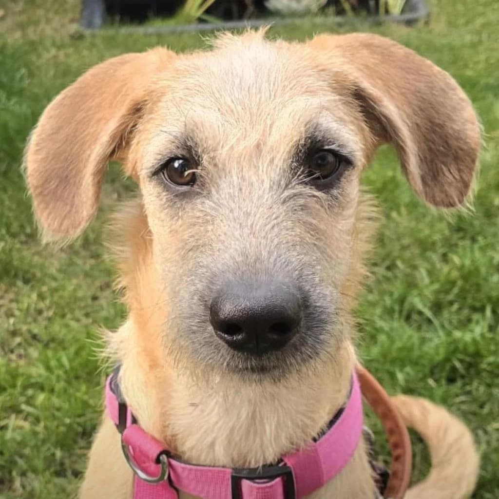 Sabana, female puppy Mixed Breed for adoption at SALVA Hundehilfe e.V.