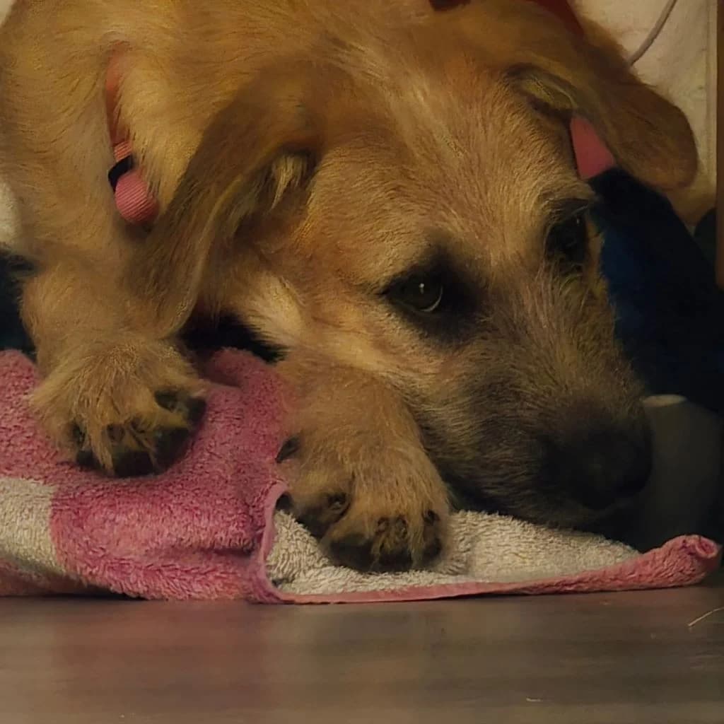 Sabana, female puppy Mixed Breed for adoption at SALVA Hundehilfe e.V.