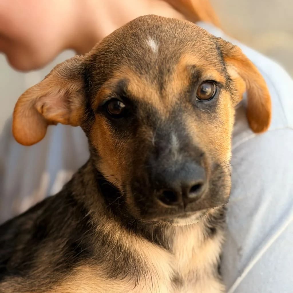 Sunny, male puppy Mixed Breed for adoption at SALVA Hundehilfe e.V.
