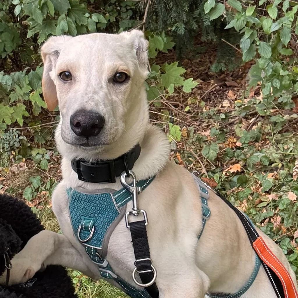 Sol, male puppy Mixed Breed for adoption at SALVA Hundehilfe e.V.