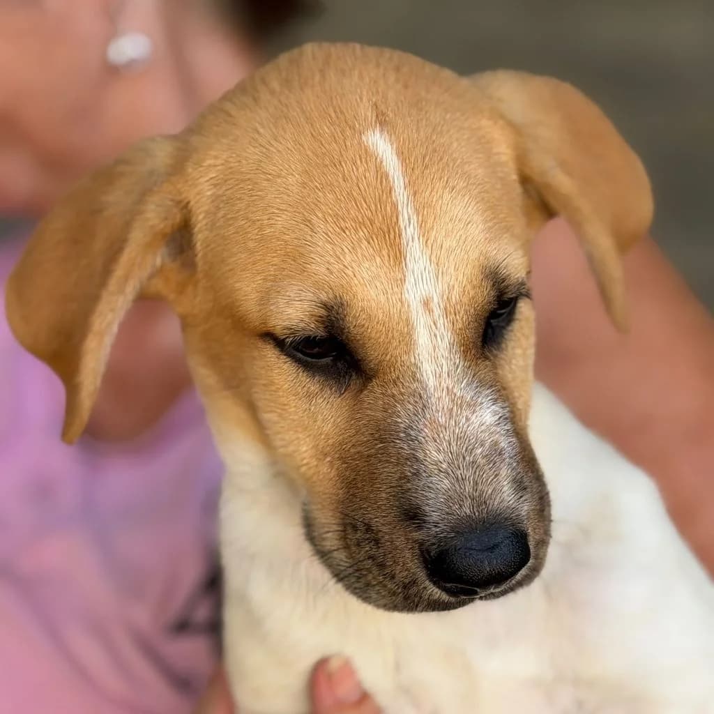 Saul, male puppy Mixed Breed for adoption at SALVA Hundehilfe e.V.