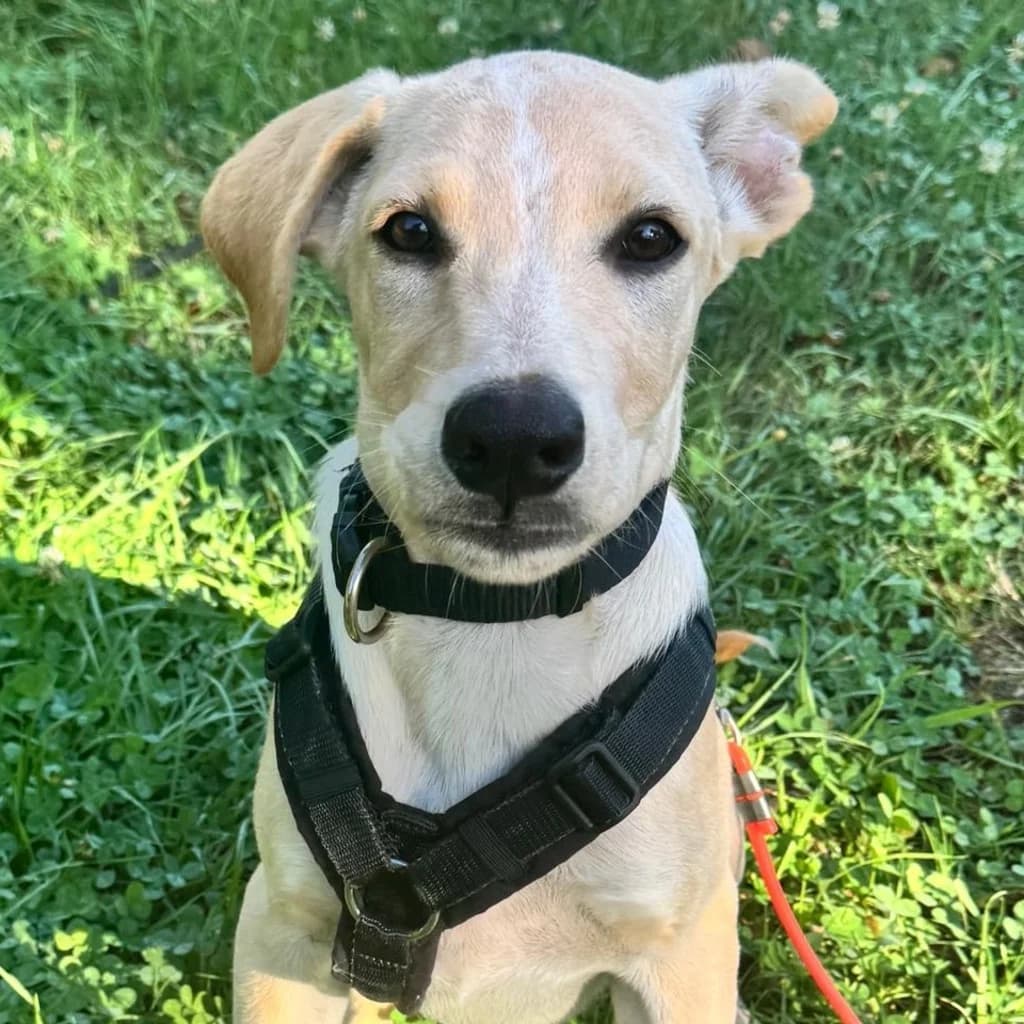 Salomon, male puppy Mixed Breed for adoption at SALVA Hundehilfe e.V.