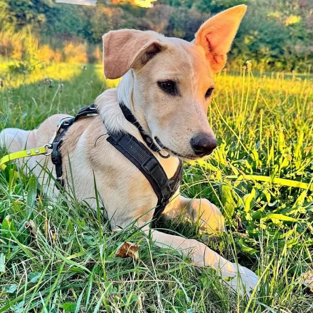 Salomon, male puppy Mixed Breed for adoption at SALVA Hundehilfe e.V.