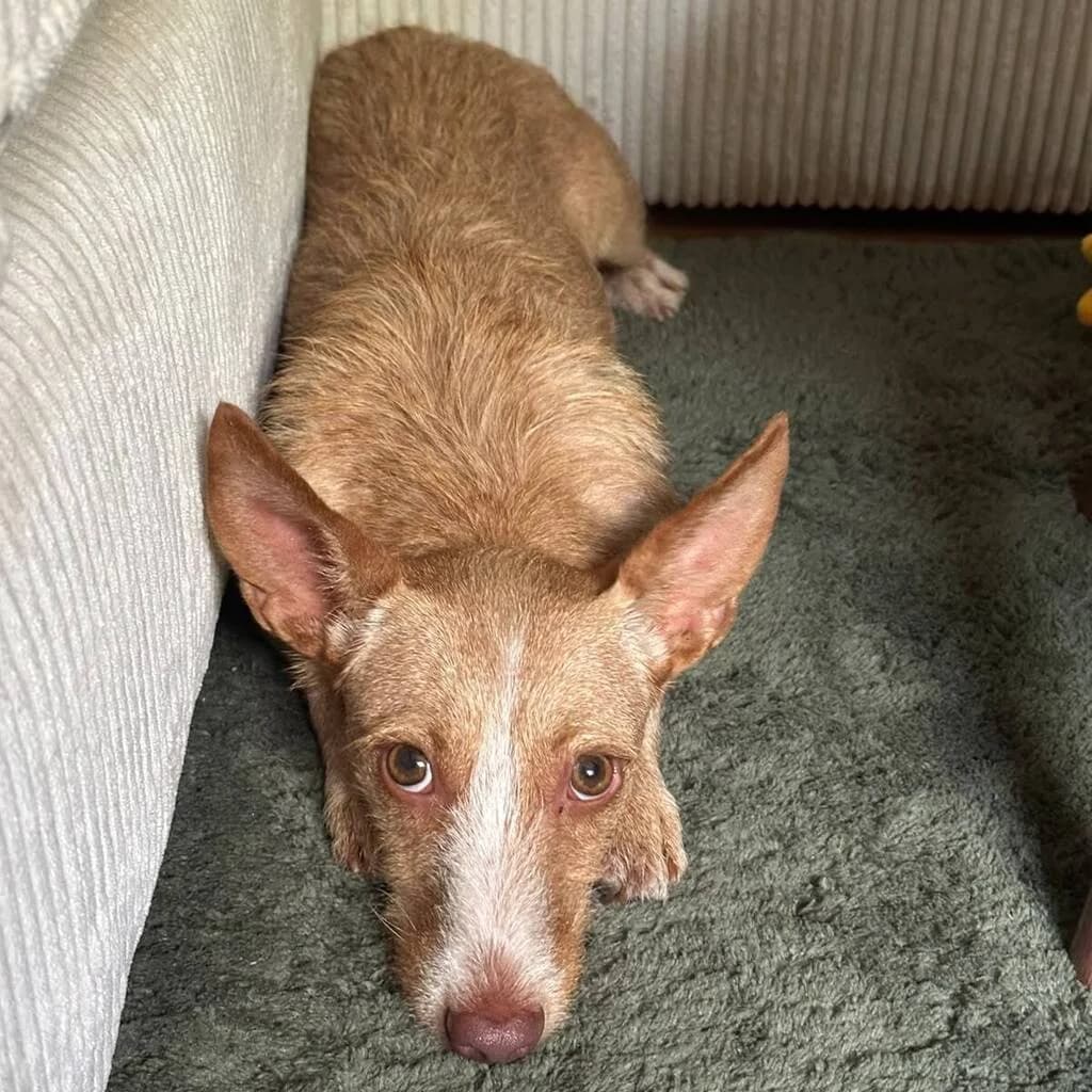 Lorna, female puppy Podenco for adoption at SALVA Hundehilfe e.V.