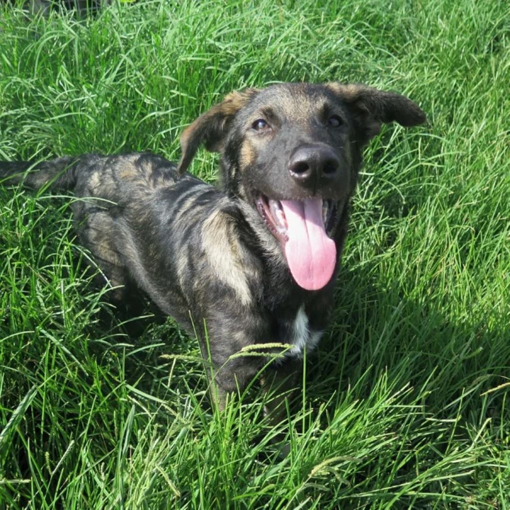 Anubis, male puppy Mixed Breed for adoption at SALVA Hundehilfe e.V.