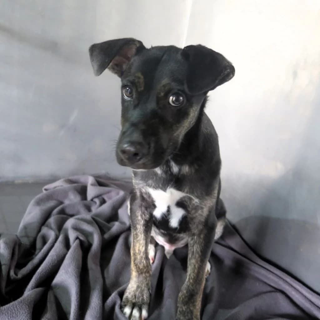 Sur, male puppy Mixed Breed for adoption at SALVA Hundehilfe e.V.