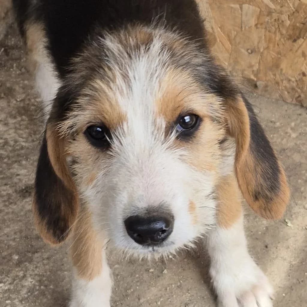 Hope, female puppy Mixed Breed for adoption at SALVA Hundehilfe e.V.