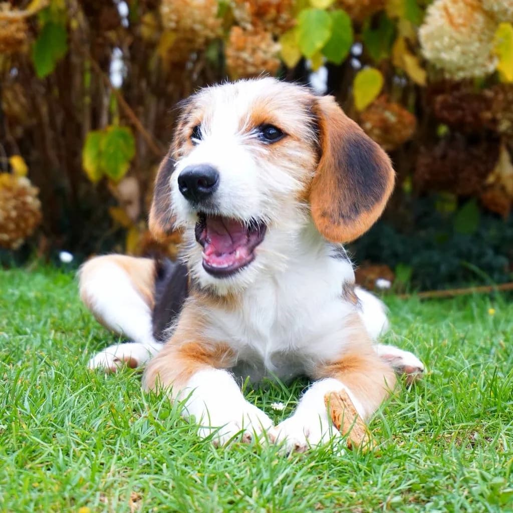 Hope, female puppy Mixed Breed for adoption at SALVA Hundehilfe e.V.