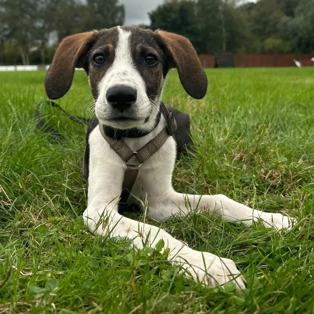 Hugo, male puppy Mixed Breed for adoption at SALVA Hundehilfe e.V.