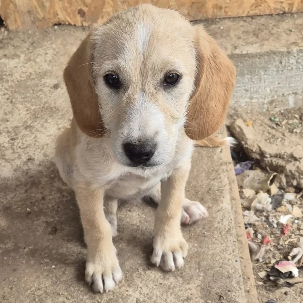 Ricarda, female puppy Mixed Breed for adoption at SALVA Hundehilfe e.V.