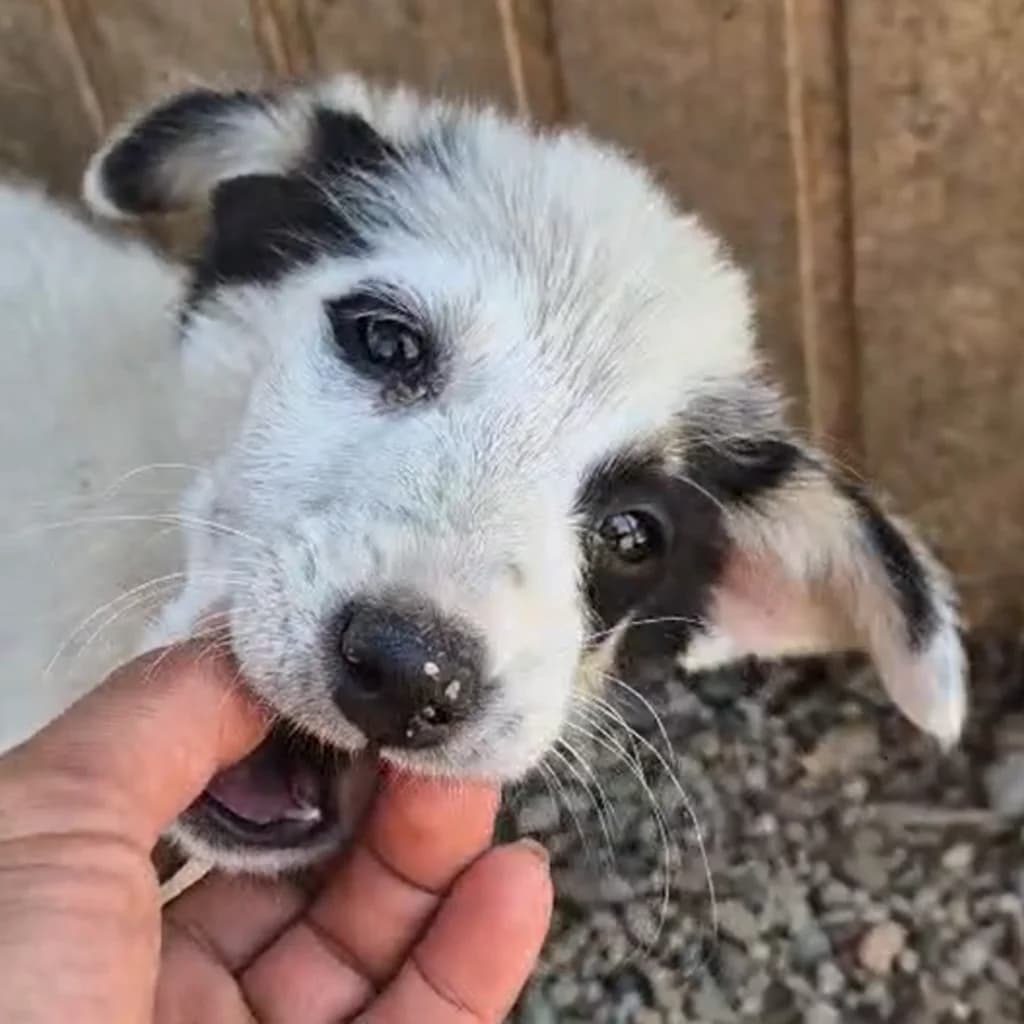 Nalin, female puppy Mixed Breed for adoption at SALVA Hundehilfe e.V.