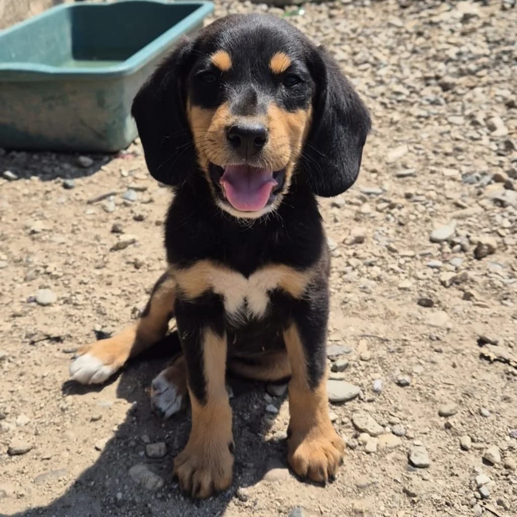 Hero, male puppy Mixed Breed for adoption at SALVA Hundehilfe e.V.