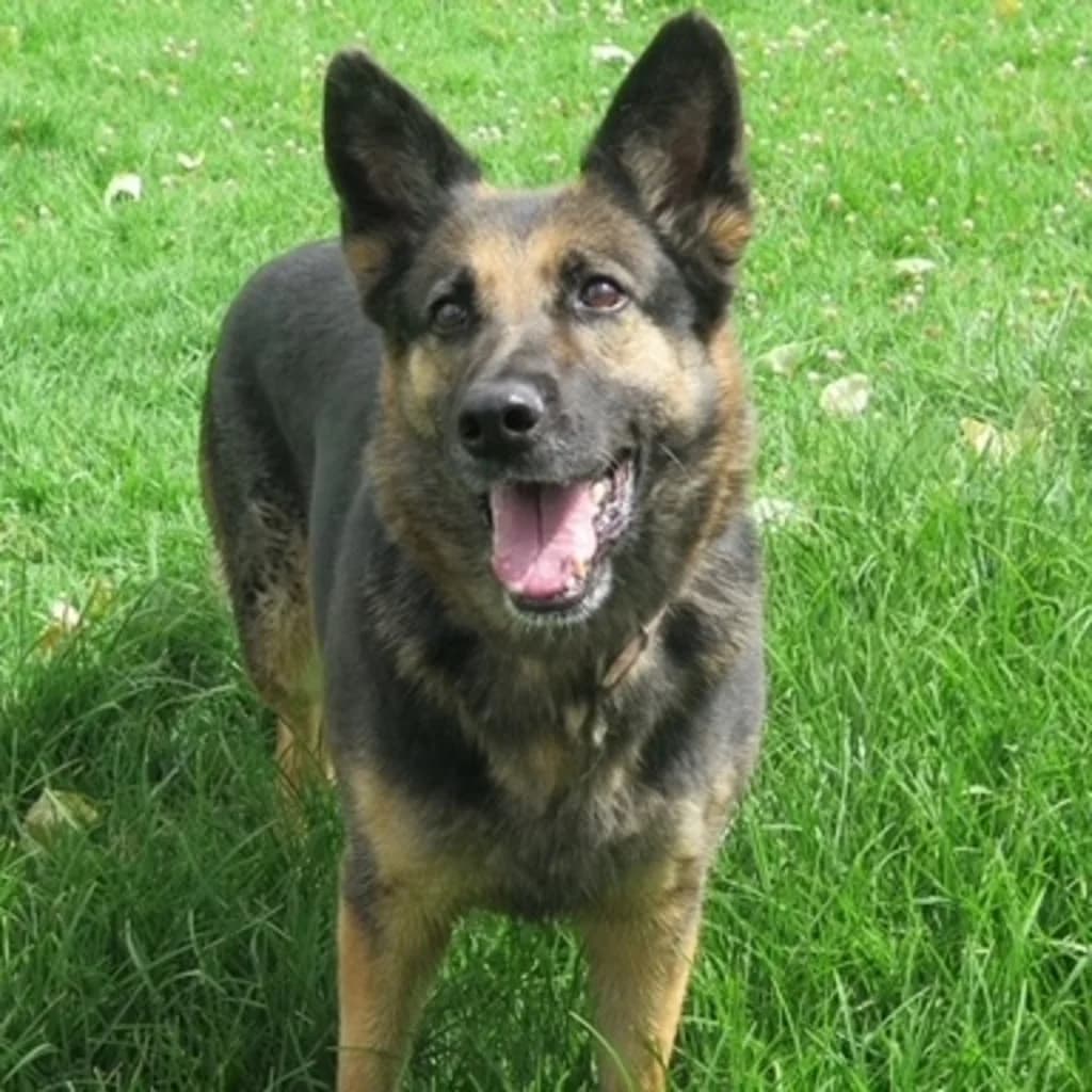 Reyes, female 7yo German Shepherd for adoption at SALVA Hundehilfe e.V.