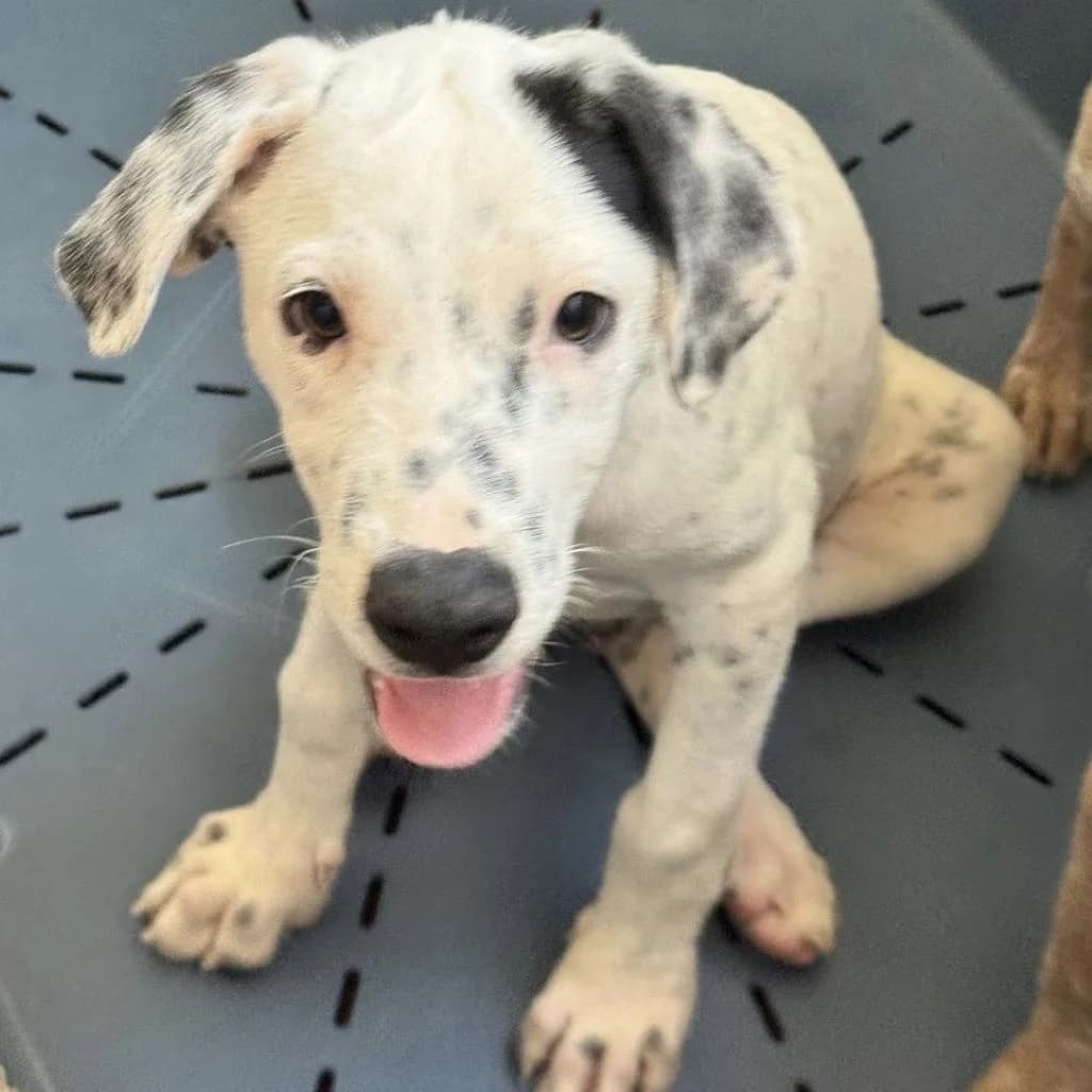 Camilo, male puppy Mixed Breed for adoption at SALVA Hundehilfe e.V.