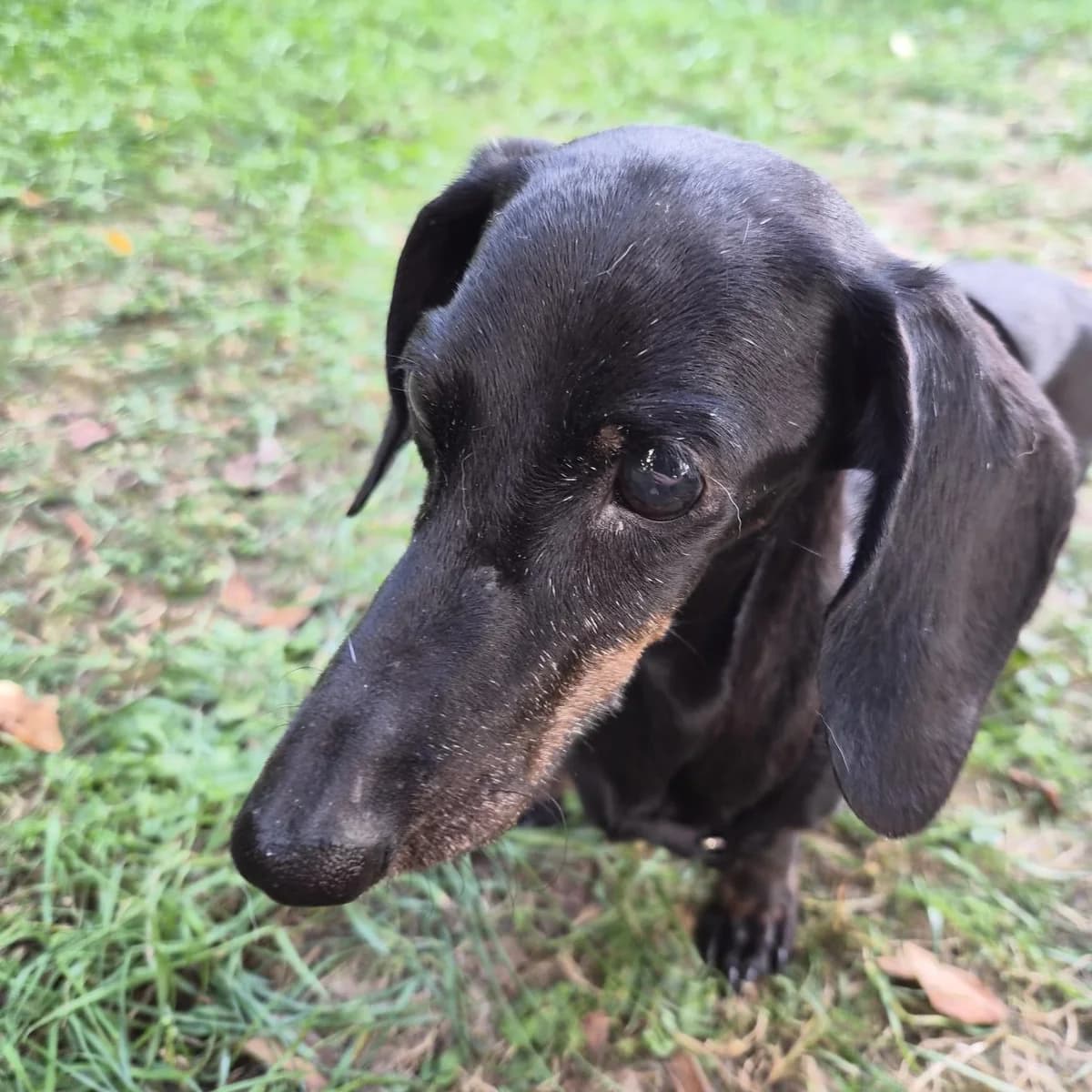 Destiny, female senior Dachshund for adoption at SALVA Hundehilfe e.V.