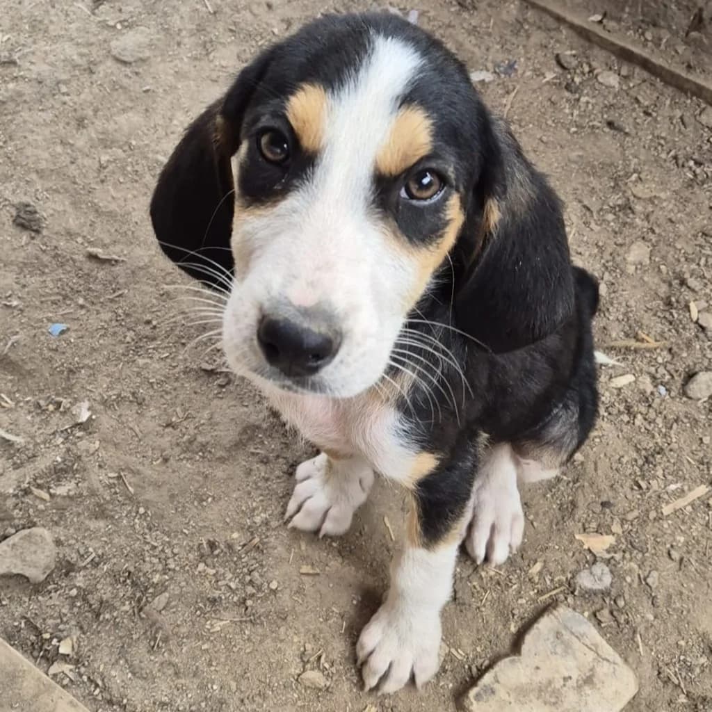 Bero, male puppy Mixed Breed for adoption at SALVA Hundehilfe e.V.