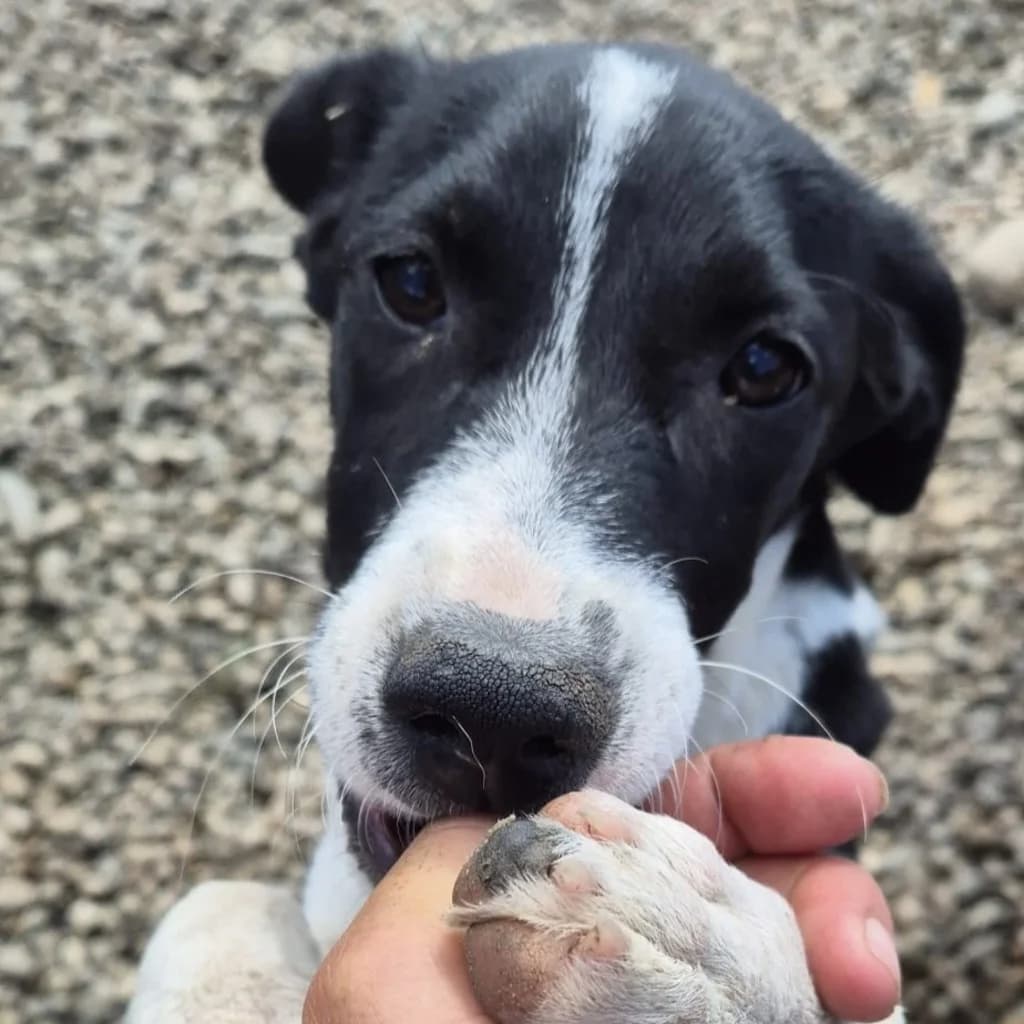 Milly, female puppy Mixed Breed for adoption at SALVA Hundehilfe e.V.