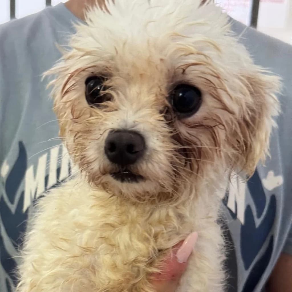 Bella, female senior Maltese for adoption at SALVA Hundehilfe e.V.