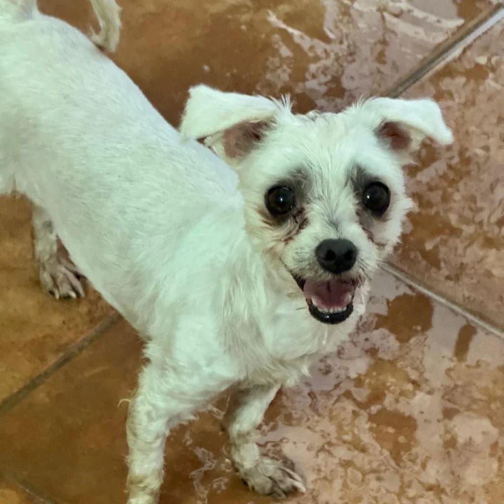 Bolita, female 5yo Maltese for adoption at SALVA Hundehilfe e.V.