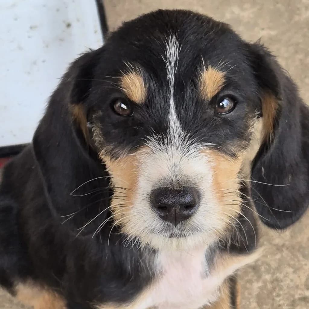 Avila, female puppy Mixed Breed for adoption at SALVA Hundehilfe e.V.