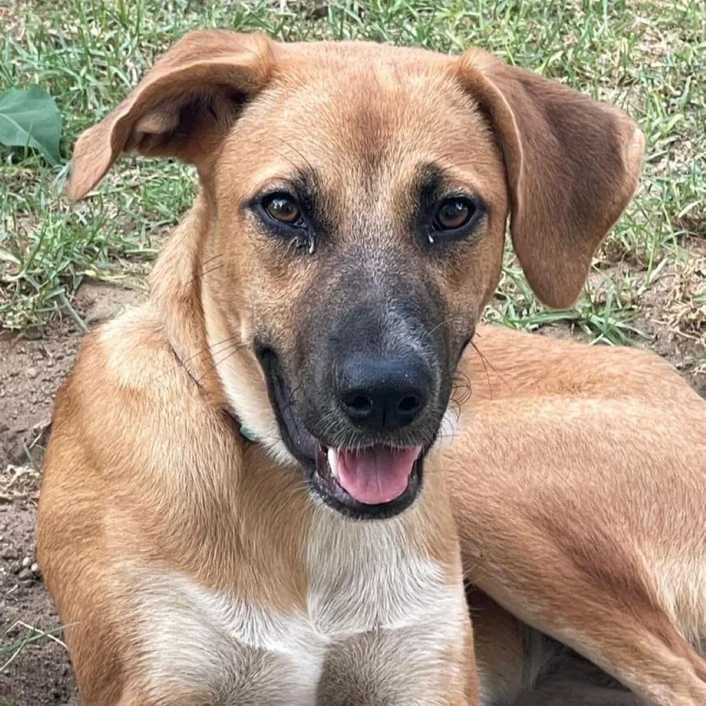 Roxy, female puppy Mixed Breed for adoption at SALVA Hundehilfe e.V.